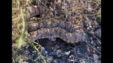 Rattlesnake In The Nevada Wild Youtube