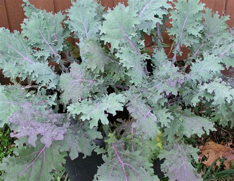 Red Russian Kale - Growin Crazy Acres