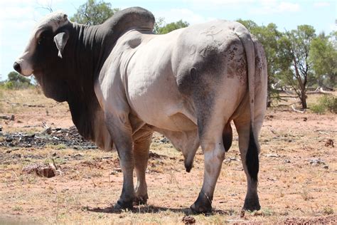 Bos Taurus Indicus Brahman Bull Brahman Bull Bos Taurus Flickr