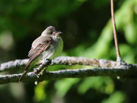 Birds in Wisconsin: 25 Beautiful Birds in the Badger State