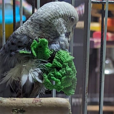 A Follow Up To Our Budgie With A Broken Wing Windy City Parrot