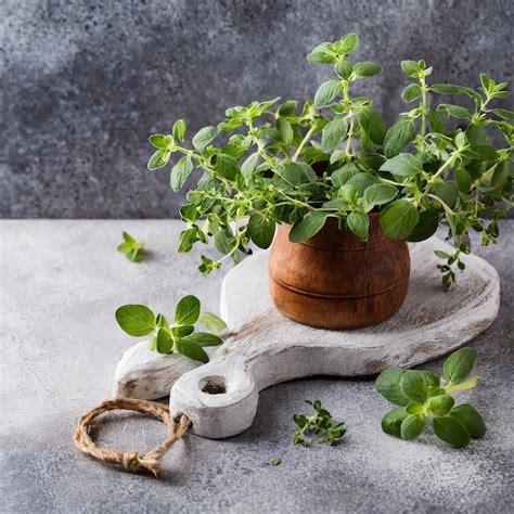 Oregano Or Marjoram Leaves Isolated On White Background Premium Ai