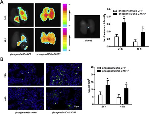 The Effect Of Cxcr7 Overexpression On The Retention Of Mscs In Injured