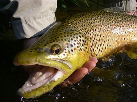 Brown Trout Fishing: Tactics And Tips From Experts