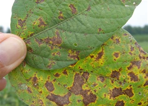 Soybean Diseases And Fungicides Ut Crops News