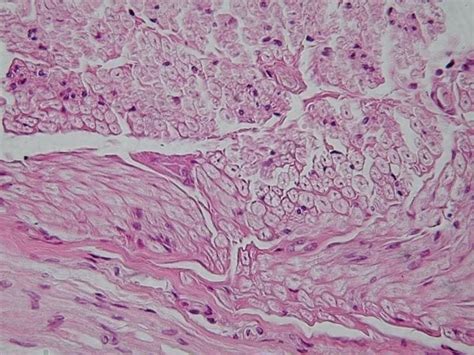 Tissue - Definition and Types of Tissues | Biology Dictionary