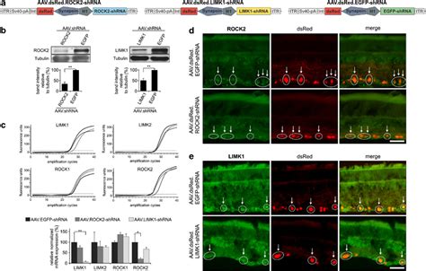 Aav Shrna Mediated Knockdown Of Rock And Limk In Vitro And In Vivo