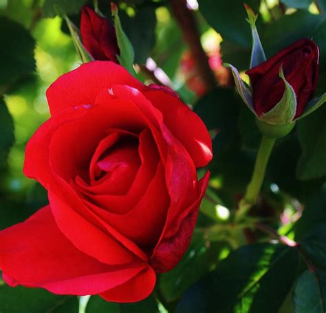 Rose Delight Photograph By Bruce Bley Fine Art America