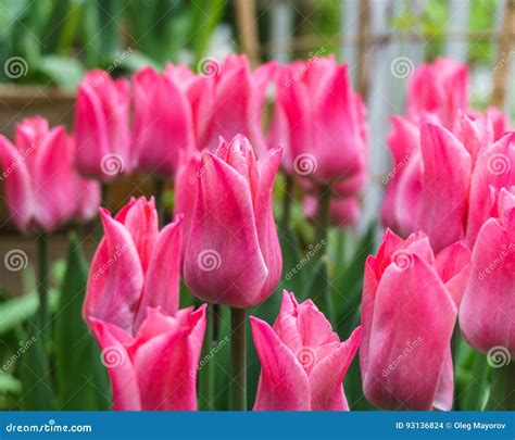 Pink Tulips Outside In Parks And Farms Stock Photo Image Of Freshness