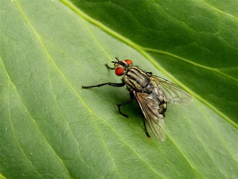 Fly Insect Wing Free Photo On Pixabay Pixabay