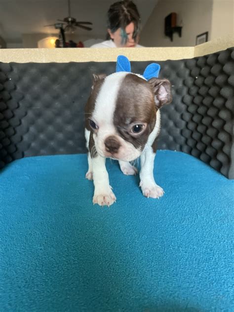 Boston Terrier For Sale In Helendale Petzlover