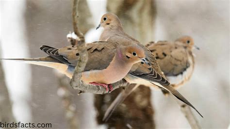 mourning dove symbolism - birdsfacts