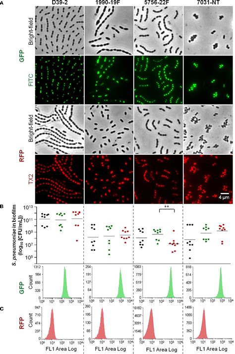 Frontiers Intra Species Interactions In Streptococcus Pneumoniae Biofilms