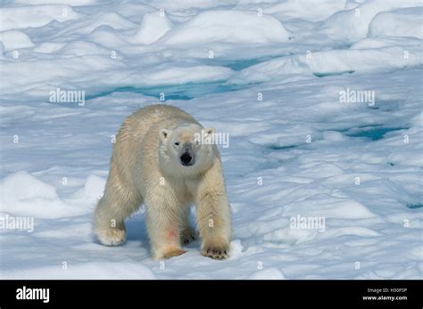 Macho El Oso Polar Ursus Maritimus Caminando Sobre El Hielo La Isla