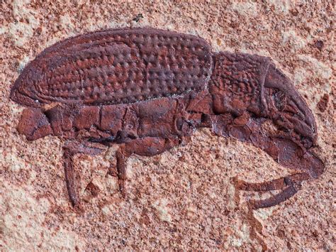 Beetles almost never go extinct | Science | AAAS