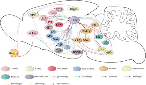 Frontiers Multi Level Variations Of Lateral Habenula In Depression A