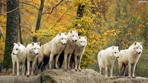 White Wolf Wallpapers - Wallpaper Cave