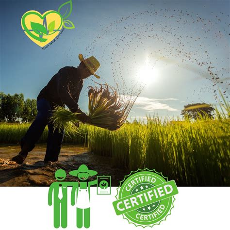 Bromelain 2K Tincture Natural Liquid Drop Pineapple Enzyme Digestive