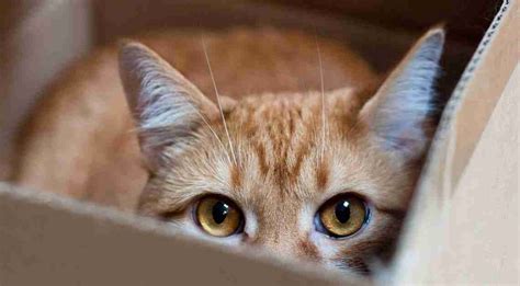O Que Significa Gatunos - Mitos gatunos (I) - Mundo Cachorro