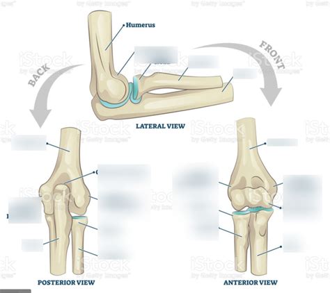 Elbow Diagram Quizlet