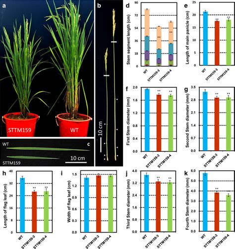 Phenotypes And Agronomic Traits Of Sttm Plants A The Whole Plant