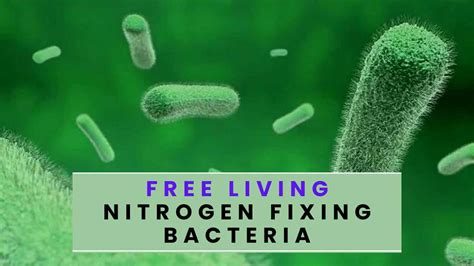 Free Living Nitrogen Fixing Bacteria - Rajus Biology