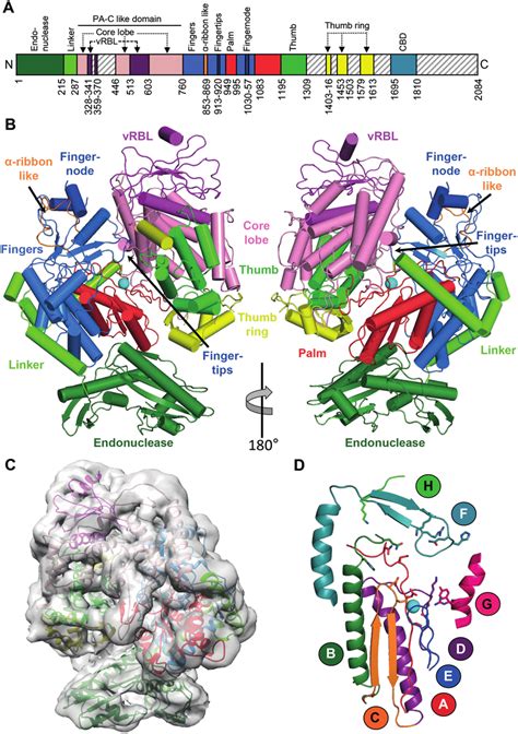 Apo Structure Of The Sftsv L Protein A Schematic Linear