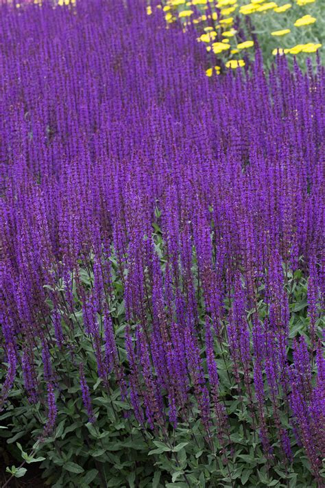 Salvia Nemorosa Caradonna Stonehouse Nursery