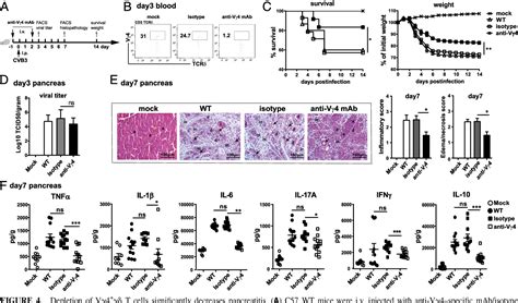 Figure 4 from Pathogenic Role of an IL 23 γδT17 Neutrophil Axis in