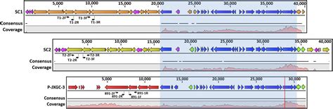 A Type 3 Prophage Of Candidatus Liberibacter Asiaticus Carrying A