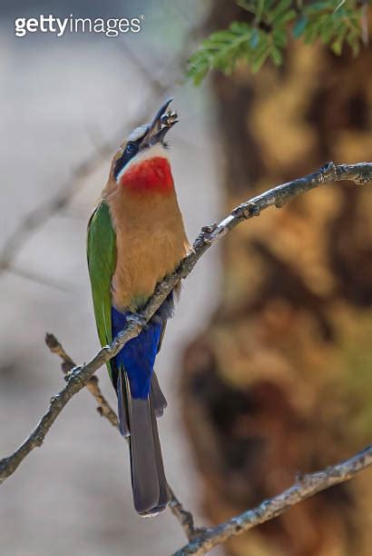 The White Fronted Bee Eater Merops Bullockoides Is A Species Of Bee