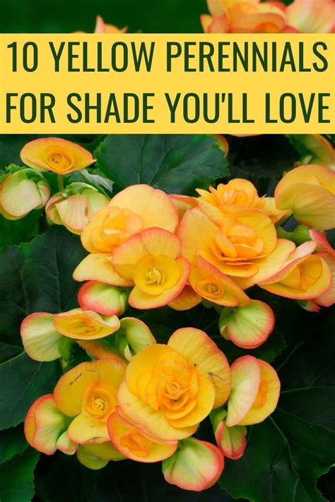 10 Yellow Perennials For Shade You'll Fall In Love With | Yellow ...