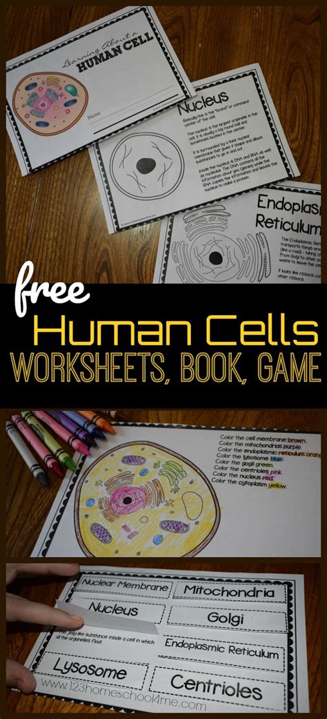 Printable Cell Worksheets