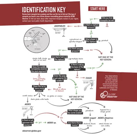 Mosquito Larvae Identification Key | Institute for Global Environmental ...