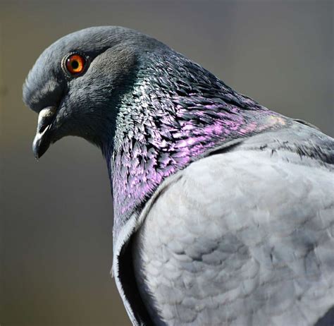 Recettes de grand mère pour faire fuir les pigeons