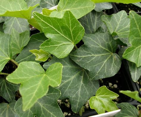 4″ Pot Two Baltic English Ivy Plant Hardy Groundcover Hannah Gardens