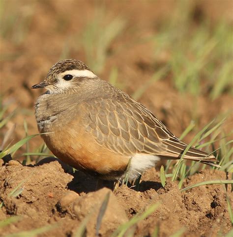 Bird Migration Explained Infoupdate Org