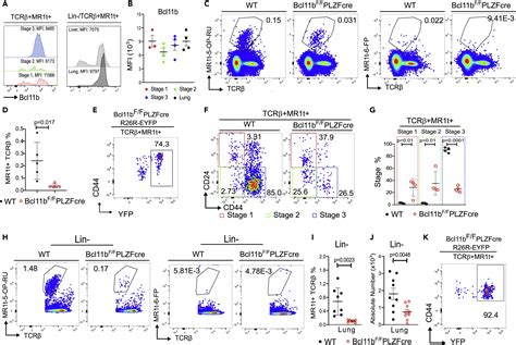 Bcl11b Is Positioned Upstream Of Plzf And Rorγt To Control Thymic