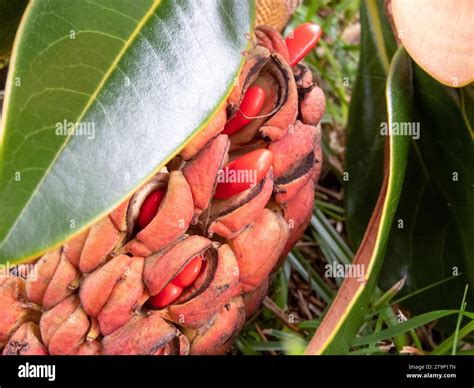 Magnolia Grandiflora Southern Magnolia Or Bull Bay Tree Aggregate