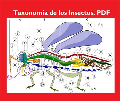 Taxonom A De Los Insectos Pdf Gratis Libros Y Manuales De Agronomia