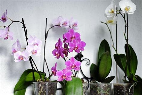 Come Far Fiorire Le Orchidee Tutto Lanno Aggiungi Un Singolo