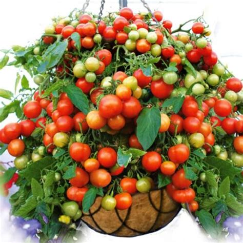 15 Vilma Tomato Seeds Dwarf 12 To 24 Inches Tall EBay