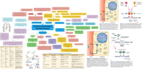 45 Mapa Conceptual Del Sistema Endocrino Png Maesta Kulturaupice Porn