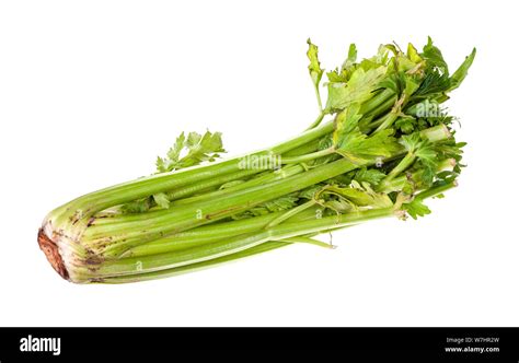 fresh celery stalk isolated  white background stock photo alamy
