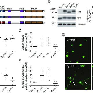 The interaction of zyxin with VASP is required for zyxin mediated GPIbα