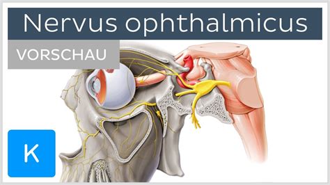 Nervus Ophthalmicus Verlauf Und Ste Vorschau Kenhub Youtube