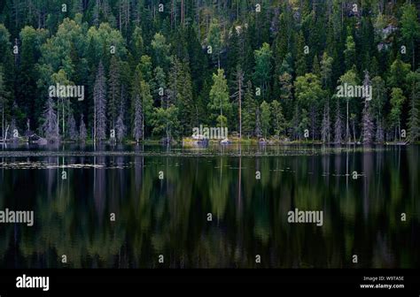 Pinetree Hi Res Stock Photography And Images Alamy