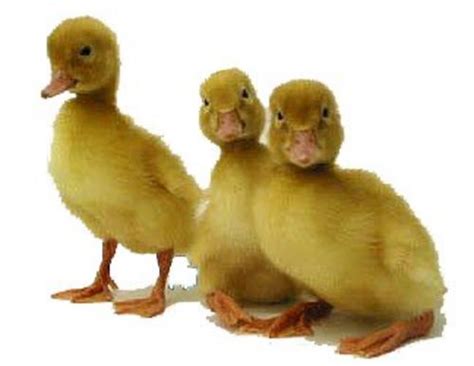 Murray McMurray Hatchery - White Pekin Ducks