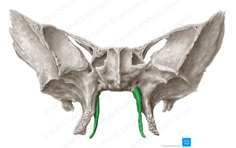 Medial Plate Of Pterygoid Process Of Sphenoid Bone 4397 Kenhub