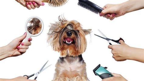 Petition · Consider groomers to be an essential service - Canada · Change.org